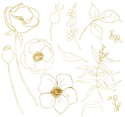 Golden sketch anemone bouquet big set. Hand painted flowers, eucalyptus leaves, berries and branch isolated on white background for design, print or fabric.