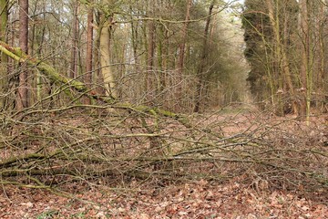 Der versperrte Waldweg