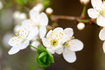 Naklejka na ściany i meble Cherry tree blossoms. White spring flowers close-up. Soft focus spring seasonal background.