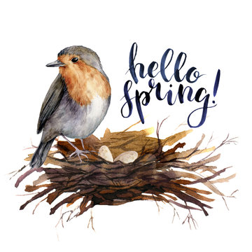 Watercolor lettering Hello spring bird card. Hand painted illustration with robin in the nest isolated on white background. Illustration for design, print, background.