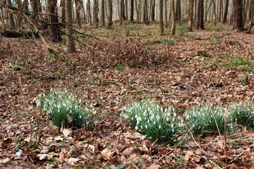Schneeglöckchen im Wald