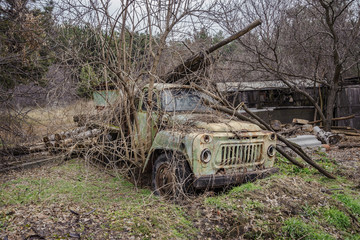 Old abandoned car overgrown with trees in the forest