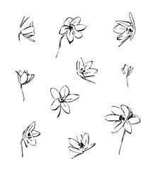 Set of hand drawn narcissus modern flowers. Outline plant silhouette brush ink painting. Black isolated vector on white background