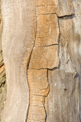 Tree bark with lines close-up