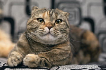 Scottish fold cat is laying on a sofa.