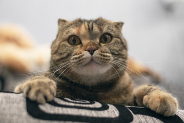 Scottish fold cat is laying on a sofa.