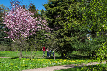 Cherry blossoms in the garden in the courtyard with a green lawn. Spring flowering plants in the botanical garden. Pink flowers of Japanese cherry. Botanical Garden of Peter the Great