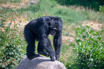 Sjimpanse (Pan troglodytes)
