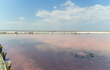 Salt pink lake 