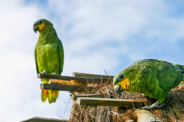 a funny turquoise-fronted parrot inquisitively looking directly at the camera with another bird in...