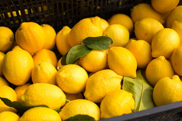 Harvest of fresh lemons with leaves in a plastic box closeup. Lemons for sale