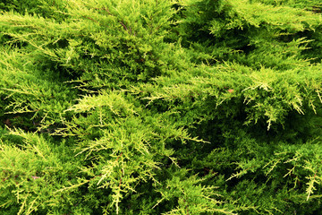 texture of thuja branches