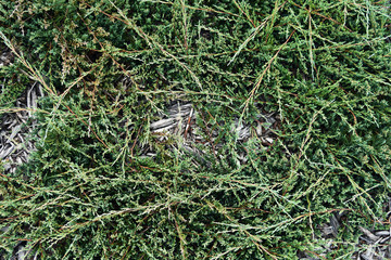 texture of squat thuja branches