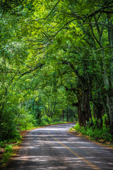 road in the forest