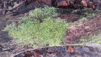 moss on stone