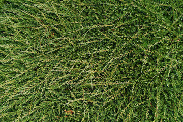 texture of thuja branches