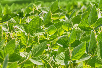Fototapeta na wymiar Rural landscape - field the soybean (Glycine max) in the rays summer sun, closeup