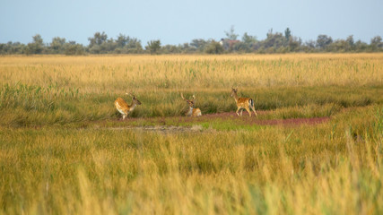 Fototapeta na wymiar Wildlife landscape - herd of wild fallow deer (Dama dama) in the steppe thickets on hot summer day
