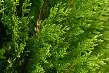 texture of texture of thuja branches branches