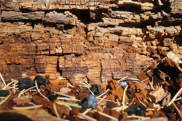 Fototapeta premium deconstructing wood