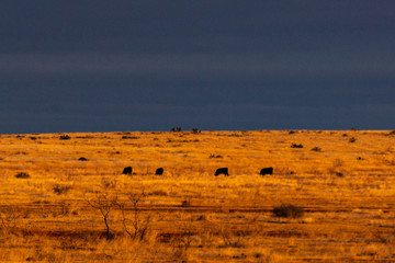 Cattle in golden field