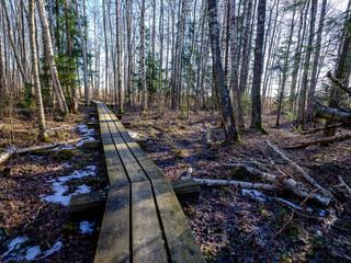 wooden boardwalk in forest swamp area