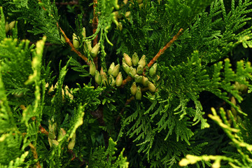 juniper tree in the garden hedge