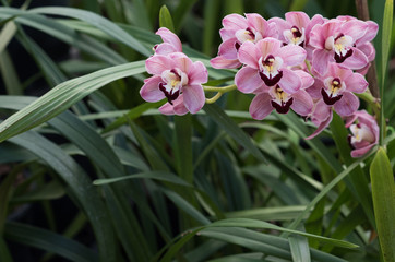 Gorgeous pink orchids in green grass with natural light