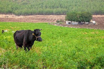  Cow on the grass