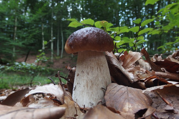 Leśny grzyb - borowik boletus © Iwona