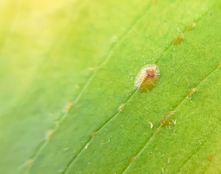 Coccidae pests on a exotic plant macro close up