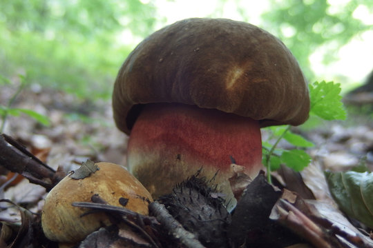 Borowiki Bilder Durchsuchen 1,052 Archivfotos, und