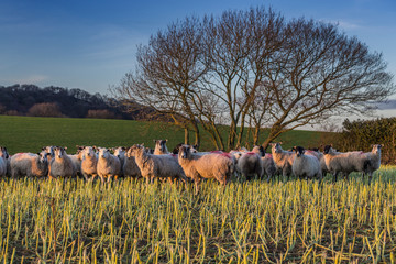 Herd of Sheep at Sunset in Shropshire