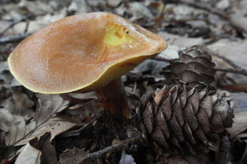 Leśny grzyb - maślak żółty (Suillus grevillei)