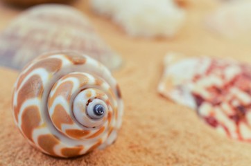 Shells.