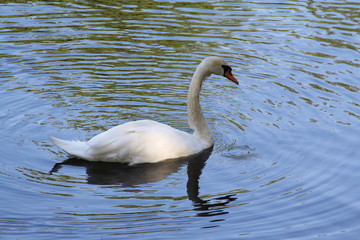 White Swan floating on the water with a sun-lit wing