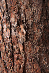 Tree bark