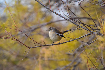 Patagonian Mockingbird, Patagonia, Argentina