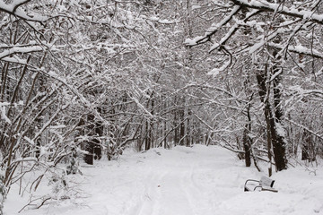 Winter landscape with snow covered trees and path