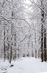 Winter landscape with snow covered trees and path
