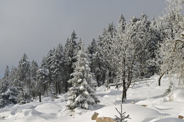 Bäume im Schnee