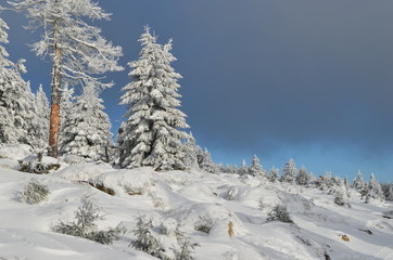 Fototapeta na wymiar Tanne im Schnee