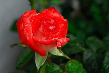 red rose with drops of morning dew