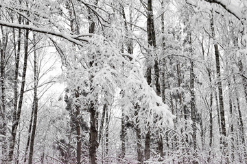 Winter landscape with snow covered trees