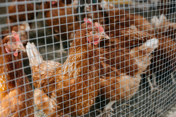 Chicken in cage. Flock of hens behind bars. © Newman Studio