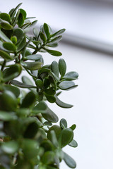 Money tree in a pot on the windowsill. Wabi Sabi style in interior of the house.