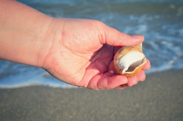 Fototapeta na wymiar Shells in a hand against the background of a sea wave. 