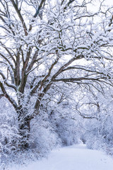 Winter's White Foliage