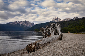 Driftwood on beach by lake