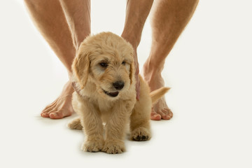 Cute goldendoodle puppy with a man's legs on a white backdrop